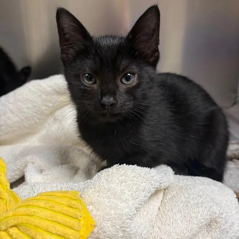 A baby small-sized female Black Domestic Short Hair cat named Aquata for adoption in Milton, FL