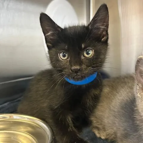 A baby small-sized male Black Domestic Short Hair cat named John Snow for adoption in Knoxville, TN