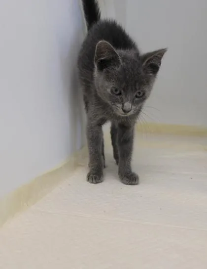 A baby small-sized female Domestic Short Hair cat named Emory for adoption in Kenansville, NC