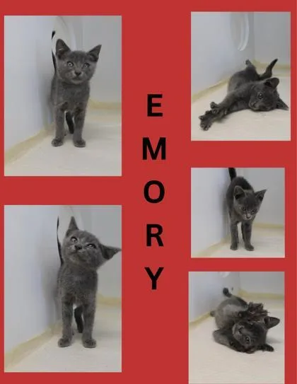 Emory thumbnail 3