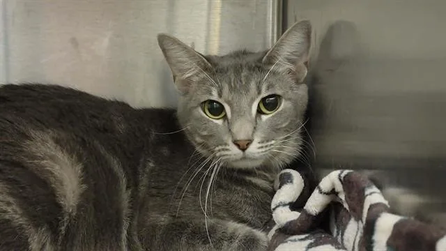 A young small-sized female Domestic Short Hair cat named Dakota for adoption in Tustin, CA