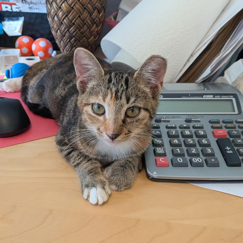 A baby medium-sized female Domestic Short Hair cat named Becca for adoption in Wilmington, NC