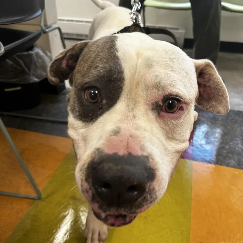 A senior large-sized male White / Cream American Bulldog dog named Jb for adoption in Philadelphia, PA