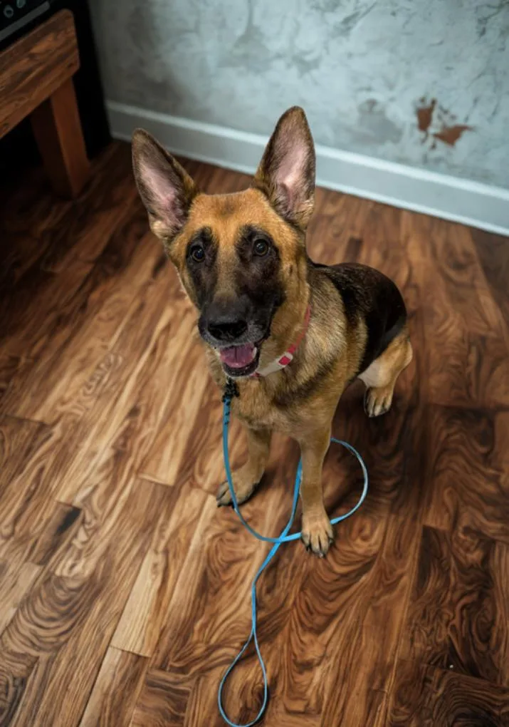 An adult medium-sized female German Shepherd Dog dog named Pearl for adoption in Thibodaux, LA