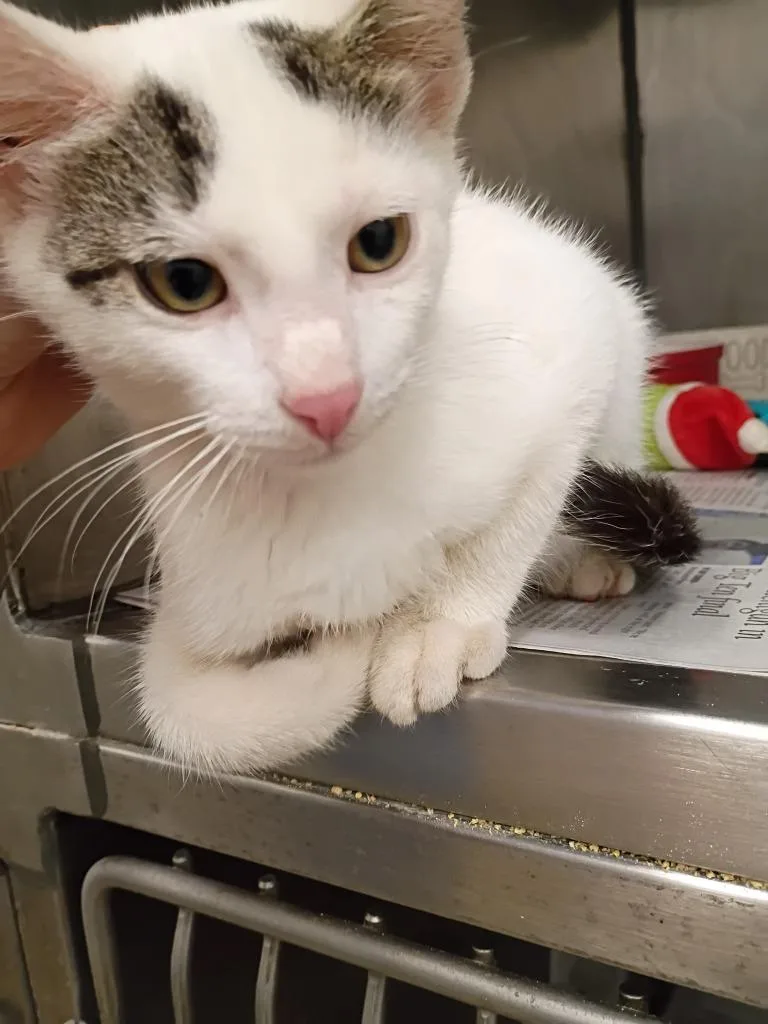 A baby small-sized male Domestic Short Hair cat named Patches for adoption in Angola, IN