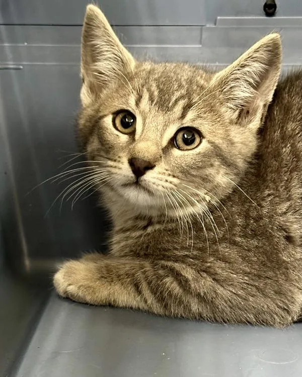 A baby small-sized male Domestic Short Hair cat named Mack for adoption in Novato, CA