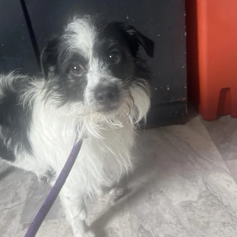 An adult small-sized male White / Cream Shih Tzu dog named Snoopy for adoption in Oak Hill, WV
