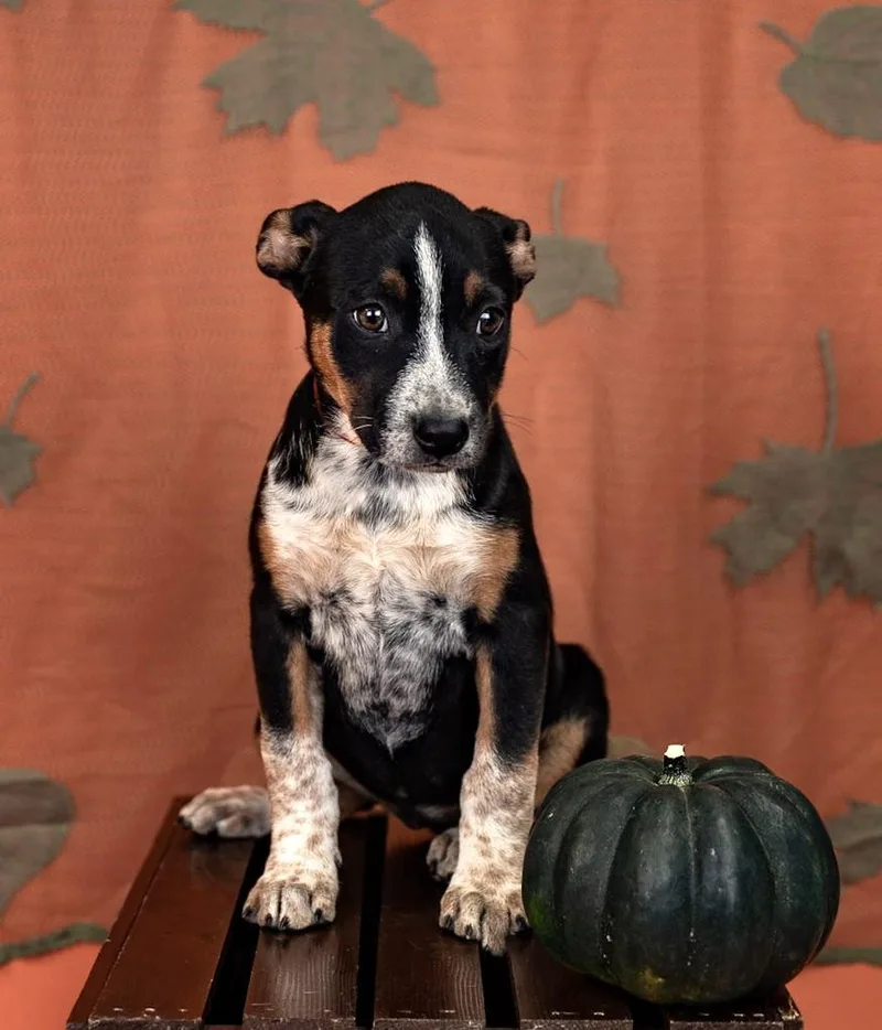 A baby medium-sized female Australian Cattle Dog / Blue Heeler dog named 834-26 for adoption in Brighton, CO
