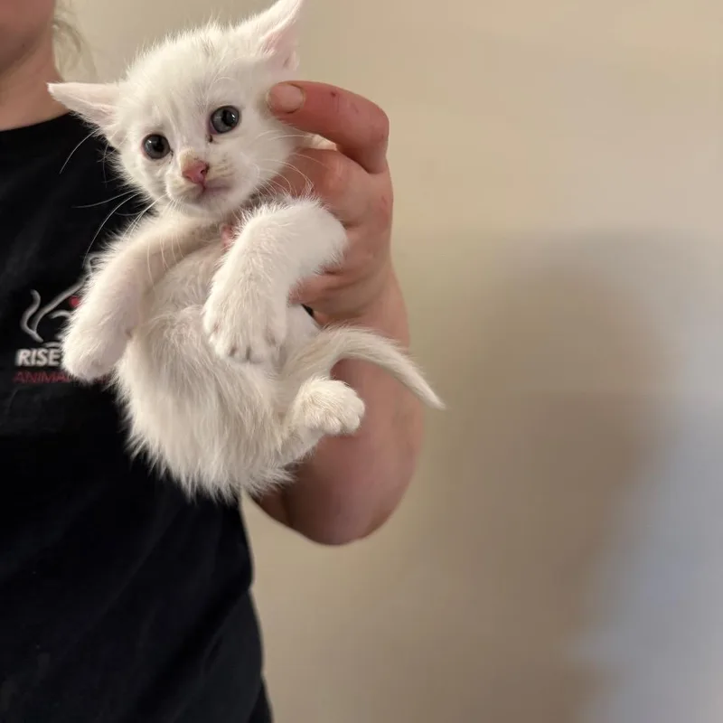 A baby small-sized female White Domestic Short Hair cat named Raindrop for adoption in Pasadena , MD