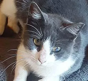 An adult medium-sized female Gray & White Domestic Short Hair cat named Serena for adoption in Tiburon, CA