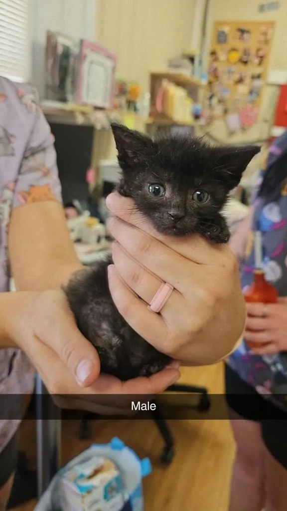 A baby small-sized male Domestic Short Hair cat named B for adoption in Greensburg, IN