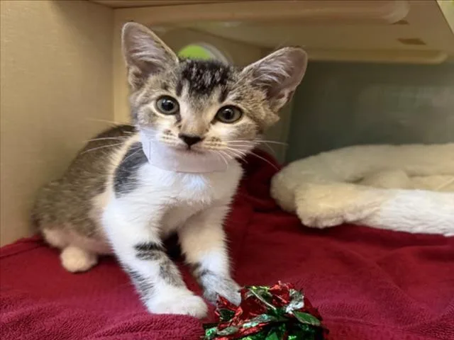 A baby small-sized male Brown / Chocolate Domestic Short Hair cat named Black Beans for adoption in Woodland, CA
