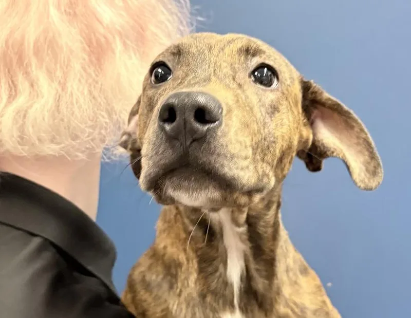 A baby small-sized male Brindle Boxer dog named Corey for adoption in Columbus, IN
