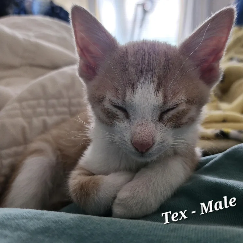 A baby small-sized male Orange & White Domestic Short Hair cat named Tex for adoption in Bentonville, AR