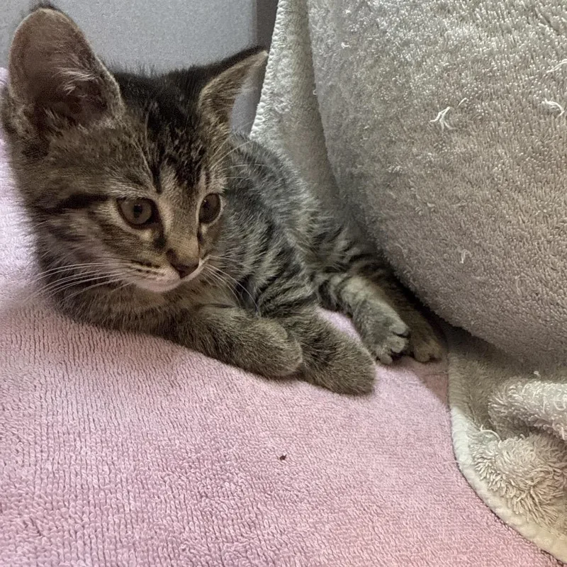 A baby small-sized female Brown / Chocolate Domestic Short Hair cat named Hecate for adoption in Pittsburgh, PA
