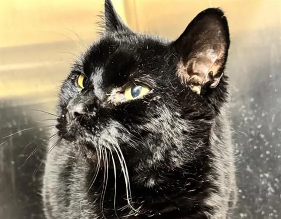 An adult medium-sized male Domestic Short Hair cat named Totoro for adoption in Anchorage, AK
