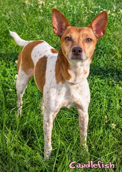 An adult small-sized female Rat Terrier dog named Candlefish for adoption in Mason, MI