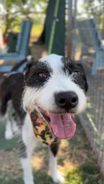 A young medium-sized male Wirehaired Terrier dog named WinnDixie for adoption in New Braunfels, TX