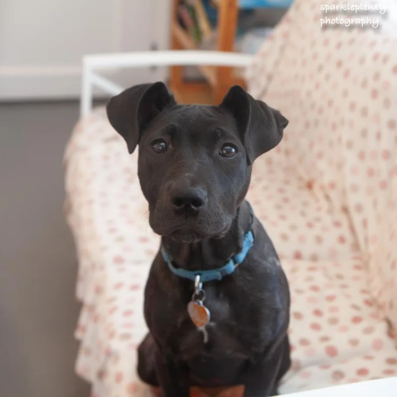 A baby medium-sized female Black Mixed Breed dog named Belinda for adoption in Ridgefield, CT