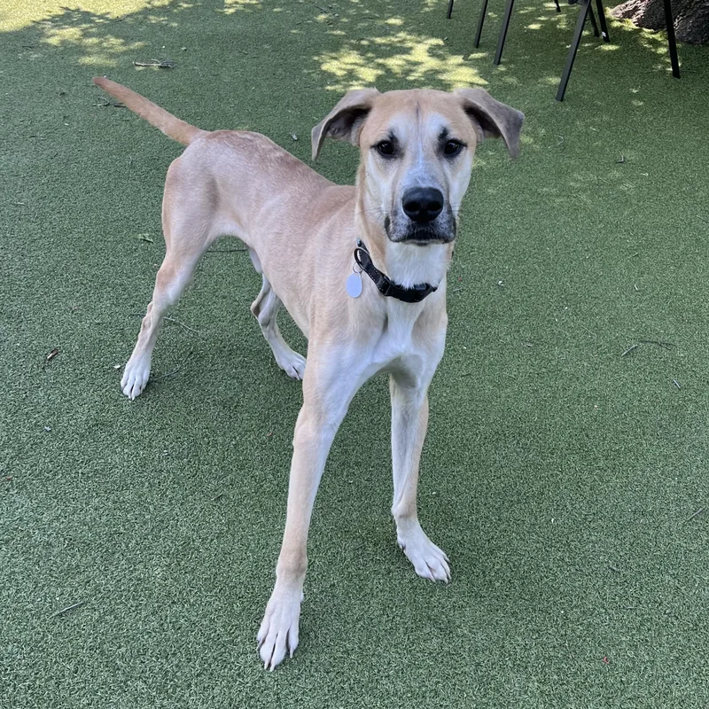 A young large-sized male Great Dane dog named French Fry for adoption in New Bedford, MA