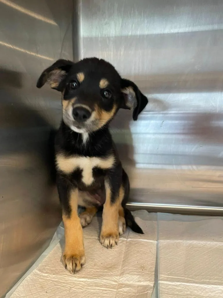 A baby large-sized female Labrador Retriever dog named Bubbles for adoption in Nashville, GA