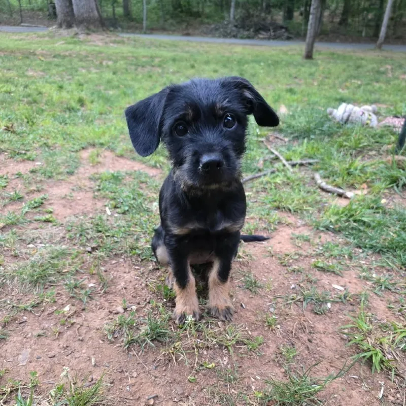 A baby small-sized female Black Mixed Breed dog named Aquemini for adoption in Fredericksburg, VA