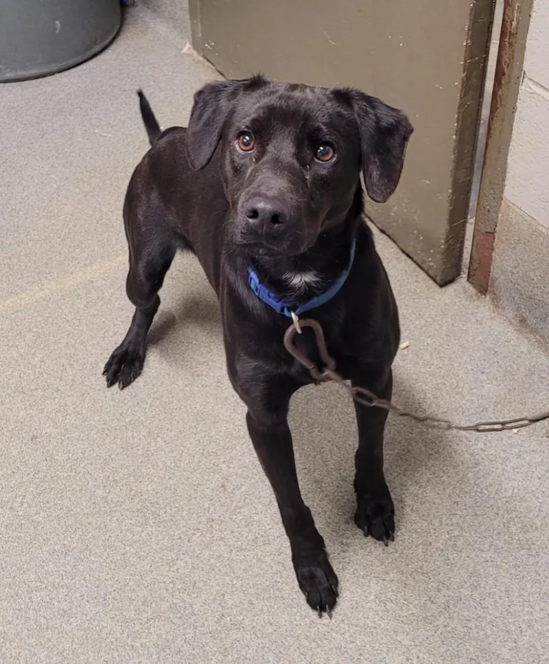 A young medium-sized male Labrador Retriever dog named Ace for adoption in Hopkinsville, KY