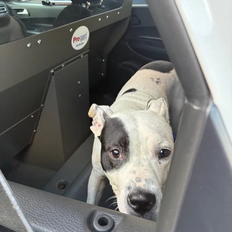 An adult medium-sized male White / Cream Mixed Breed dog named Issac for adoption in Philadelphia, PA