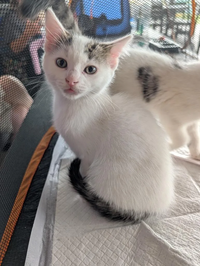 A baby small-sized male Domestic Short Hair cat named Bissell for adoption in Wintersville, OH