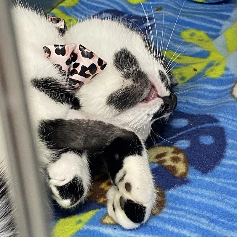 An adult medium-sized female Black Domestic Short Hair cat named Alba for adoption in Lakeland, FL