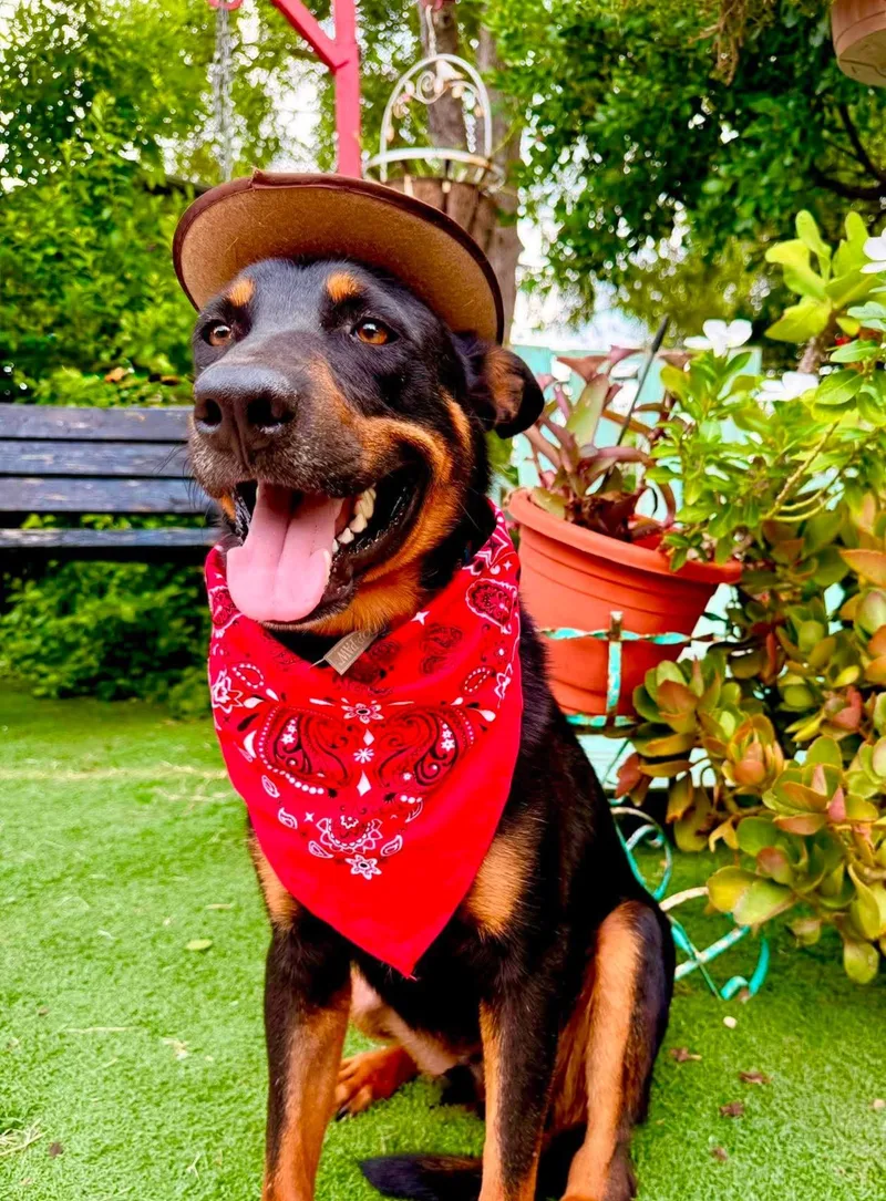Cowboy