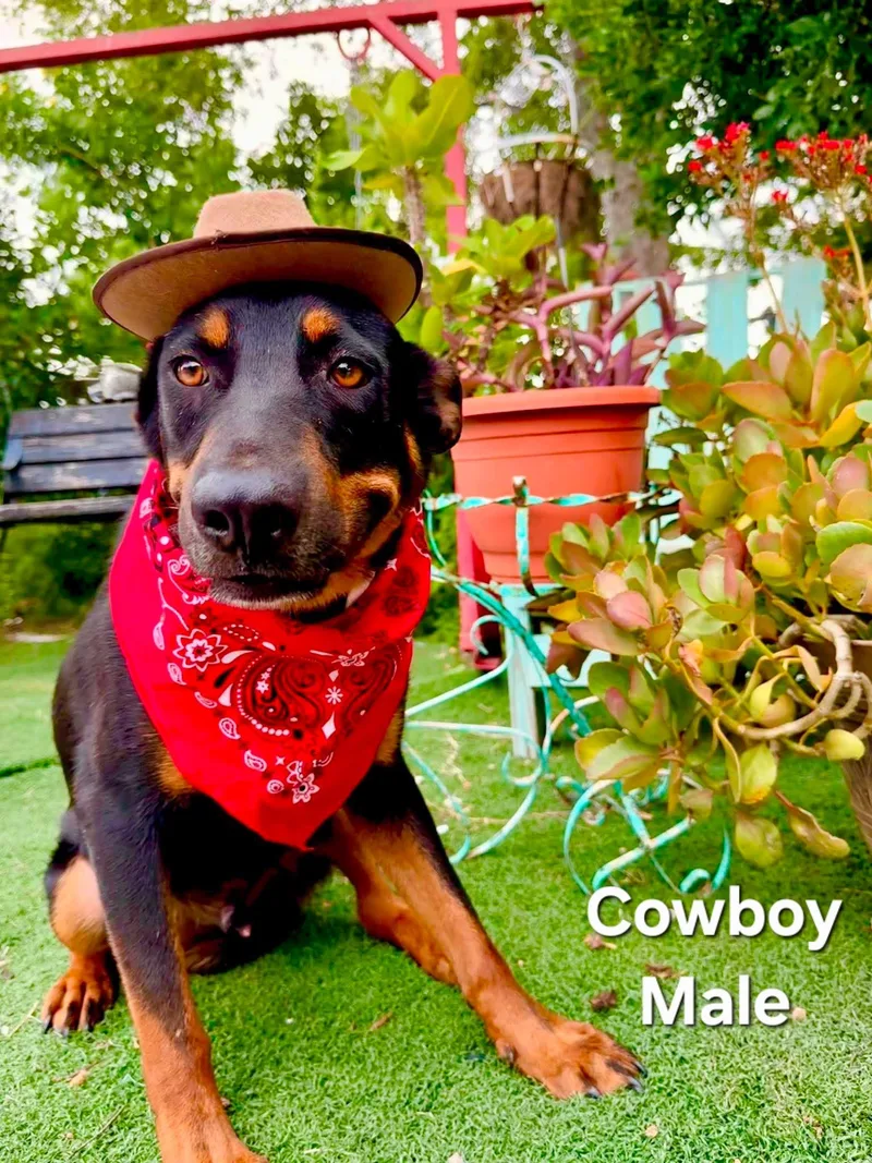 Cowboy thumbnail 3