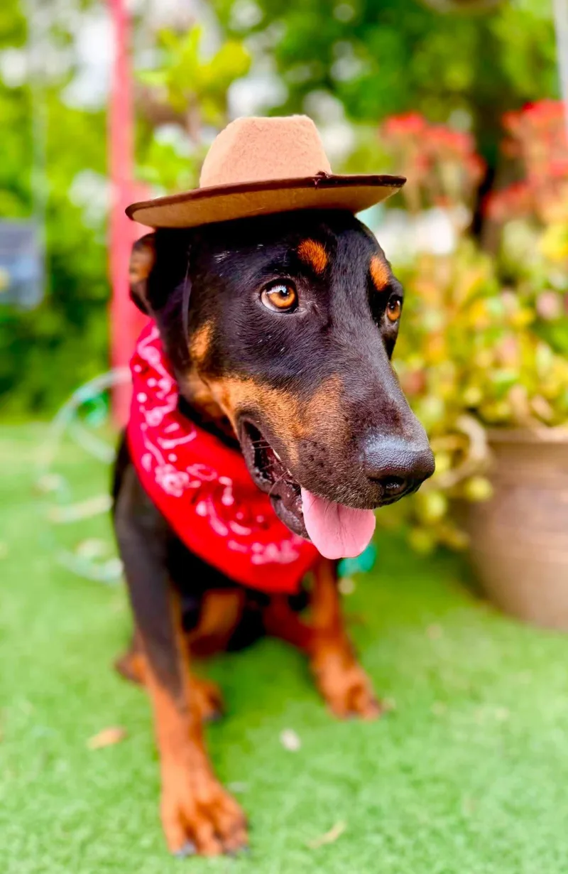 Cowboy thumbnail 4