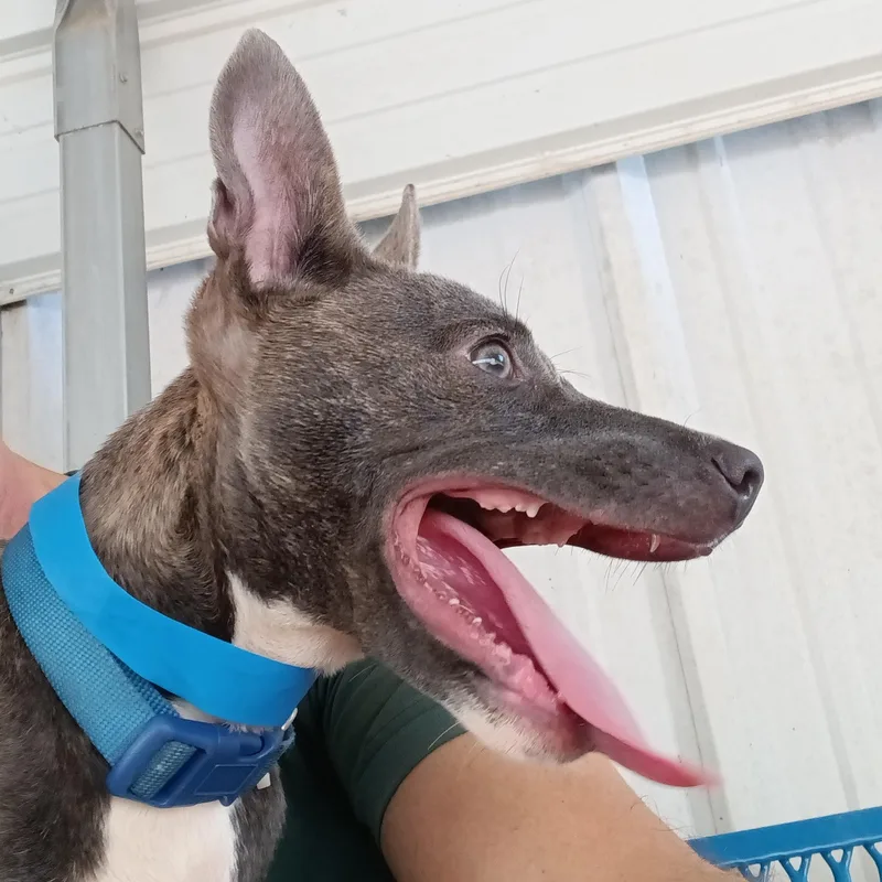 A baby medium-sized male Mixed Breed dog named Kayson for adoption in North Little Rock, AR