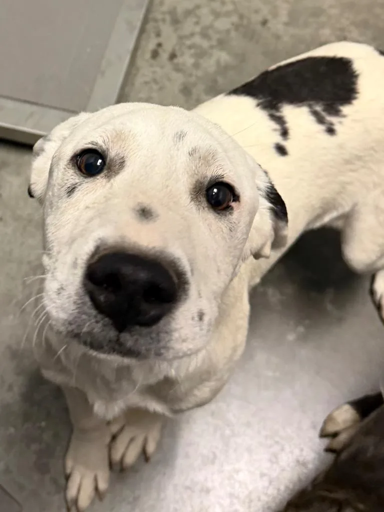 A baby medium-sized female Mixed Breed dog named Nina for adoption in Henderson, NC