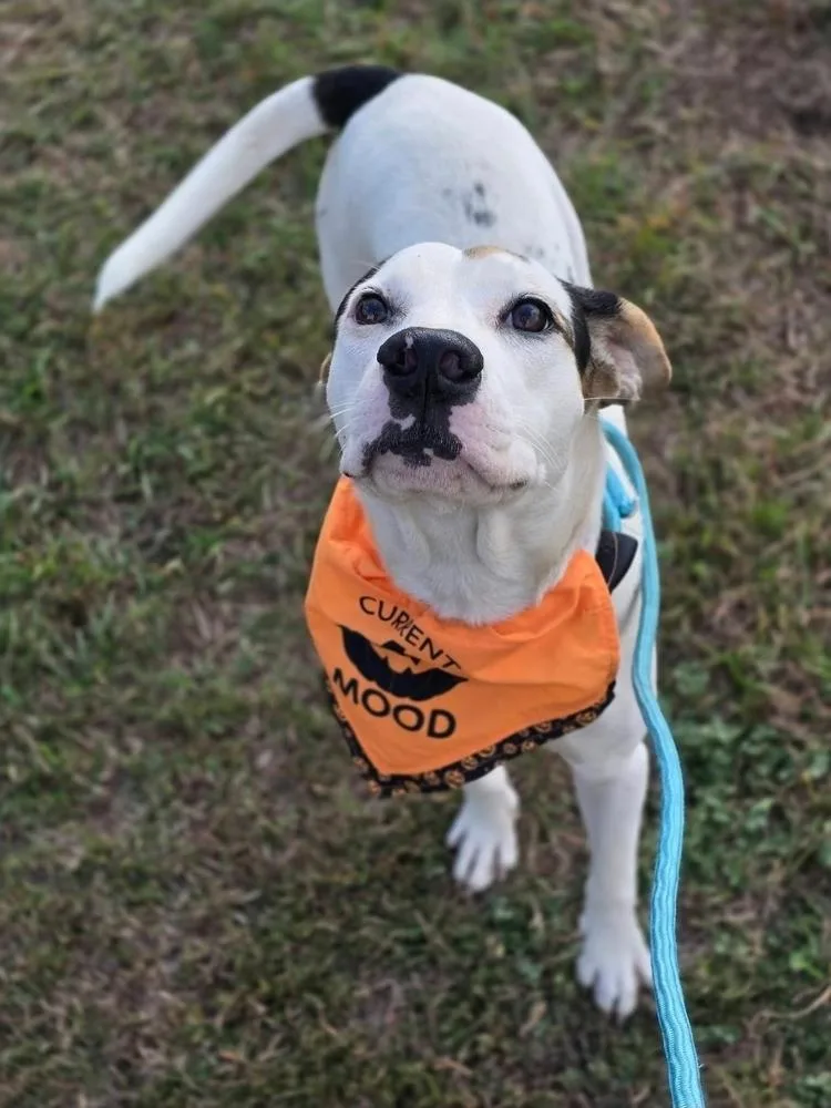 A young medium-sized female Staffordshire Bull Terrier dog named Bee for adoption in Sedalia, CO