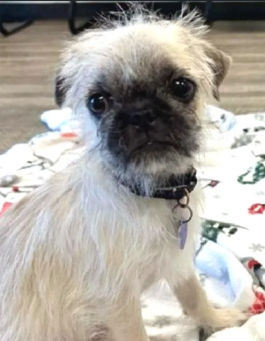 French Fry thumbnail 3