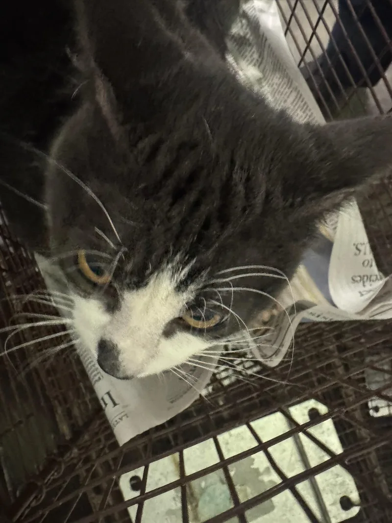 An adult large-sized male Domestic Short Hair cat named Smokey for adoption in Los Angeles, CA