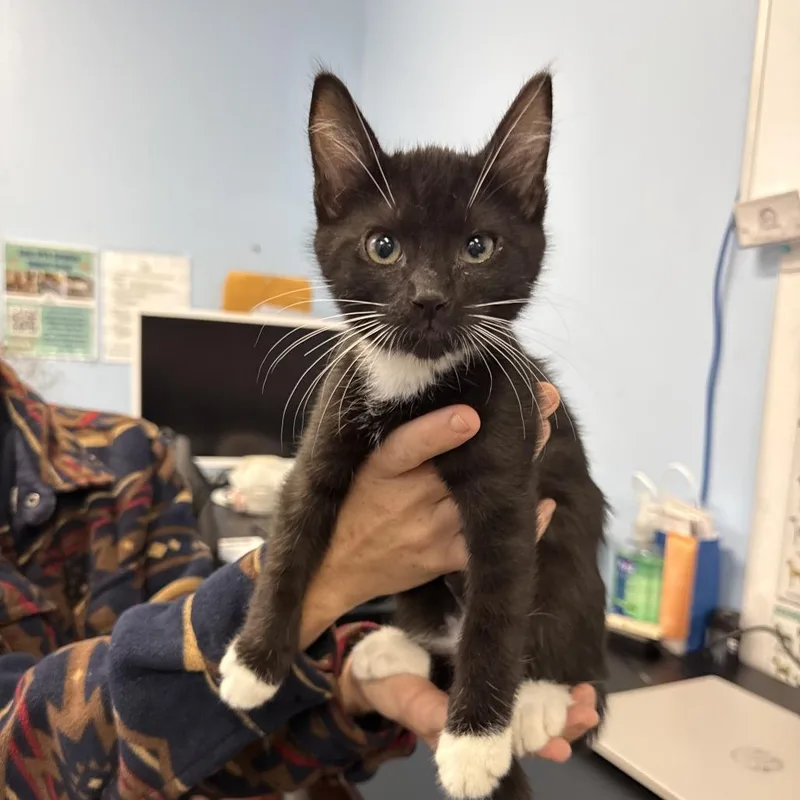 A baby small-sized male Black Domestic Short Hair cat named Raven for adoption in Wahiawa, HI