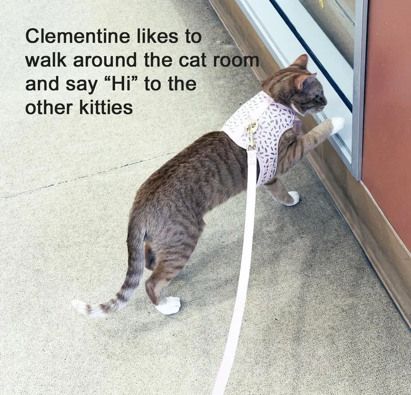 Clementine thumbnail 2