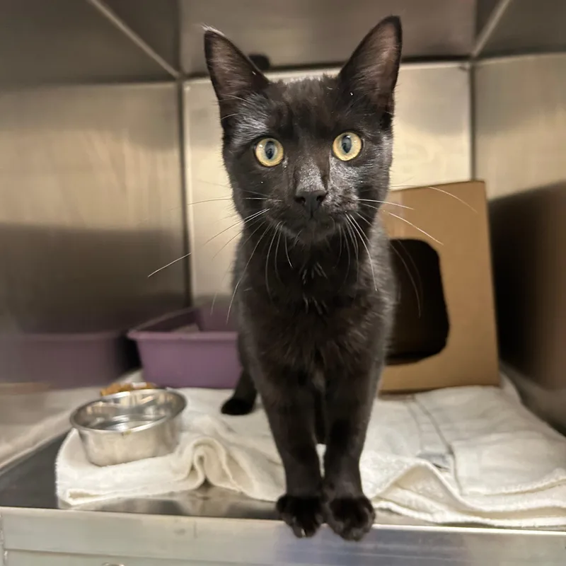A young small-sized male Domestic Medium Hair cat named Salem for adoption in Lindon, UT
