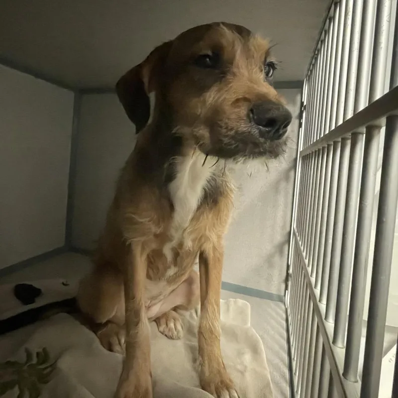 A young medium-sized female Yellow / Tan / Blond / Fawn Terrier dog named Gretel for adoption in Port Charlotte, FL