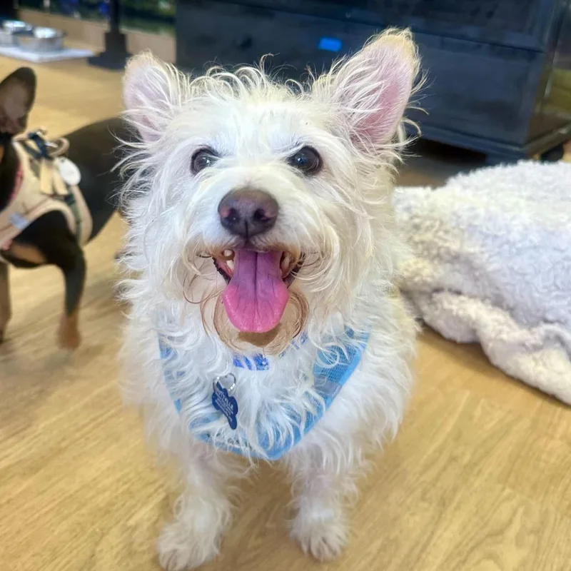 A senior small-sized male White / Cream West Highland White Terrier / Westie dog named Lee for adoption in San Francisco, CA