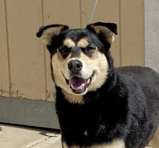 An adult large-sized male Shepherd dog named Kovu for adoption in Camp Pendleton, CA