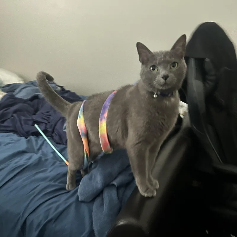 An adult medium-sized female Gray / Blue / Silver Domestic Short Hair cat named Asteroid for adoption in Nashville, TN