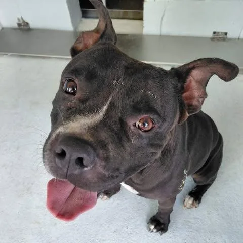 An adult medium-sized male Black American Bulldog dog named Junior for adoption in Bastrop, TX