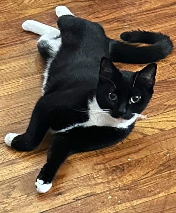 An adult medium-sized female Domestic Short Hair cat named Sapphire for adoption in Staten Island, NY