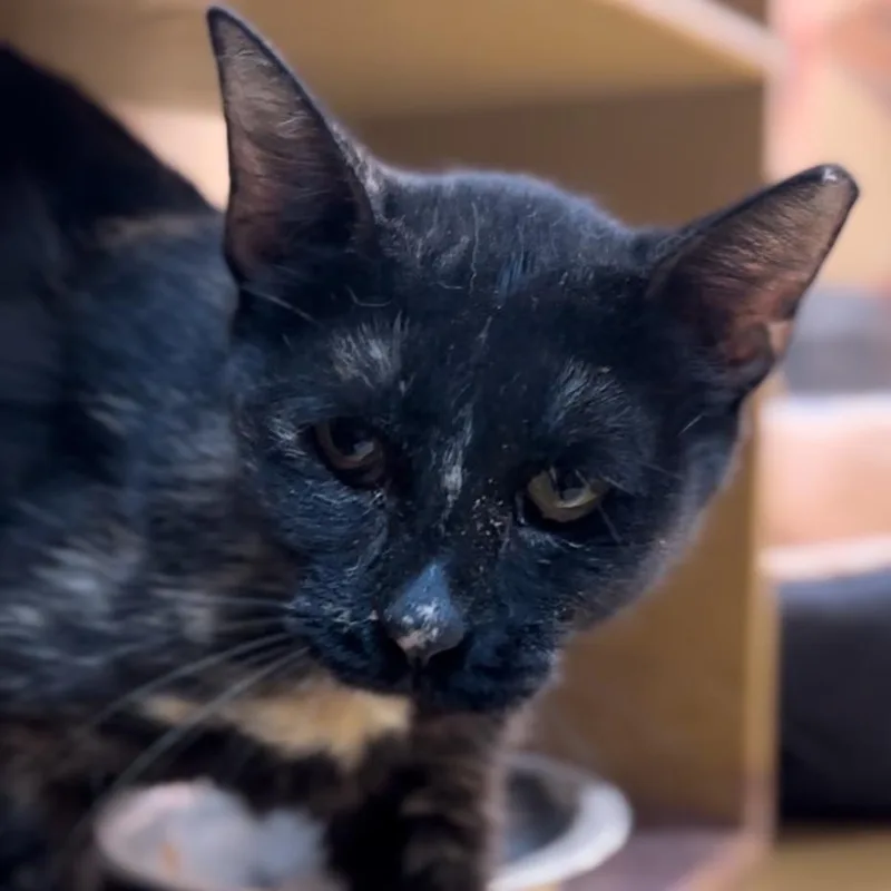 An adult large-sized female Tortoiseshell Domestic Short Hair cat named Constent for adoption in Midland, TX