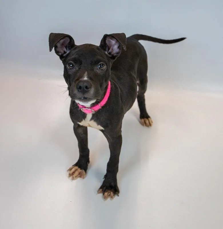 A baby medium-sized female Boxer dog named AnneMarie for adoption in Kennesaw, GA