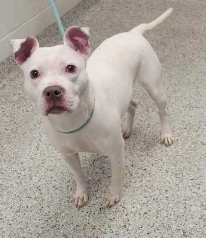 An adult large-sized female White / Cream Pit Bull Terrier dog named Josette for adoption in Kansas City, MO